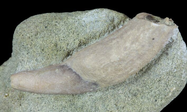 Fossil Sea Lion (Allodesmus) Tooth - Bakersfield, CA #62165